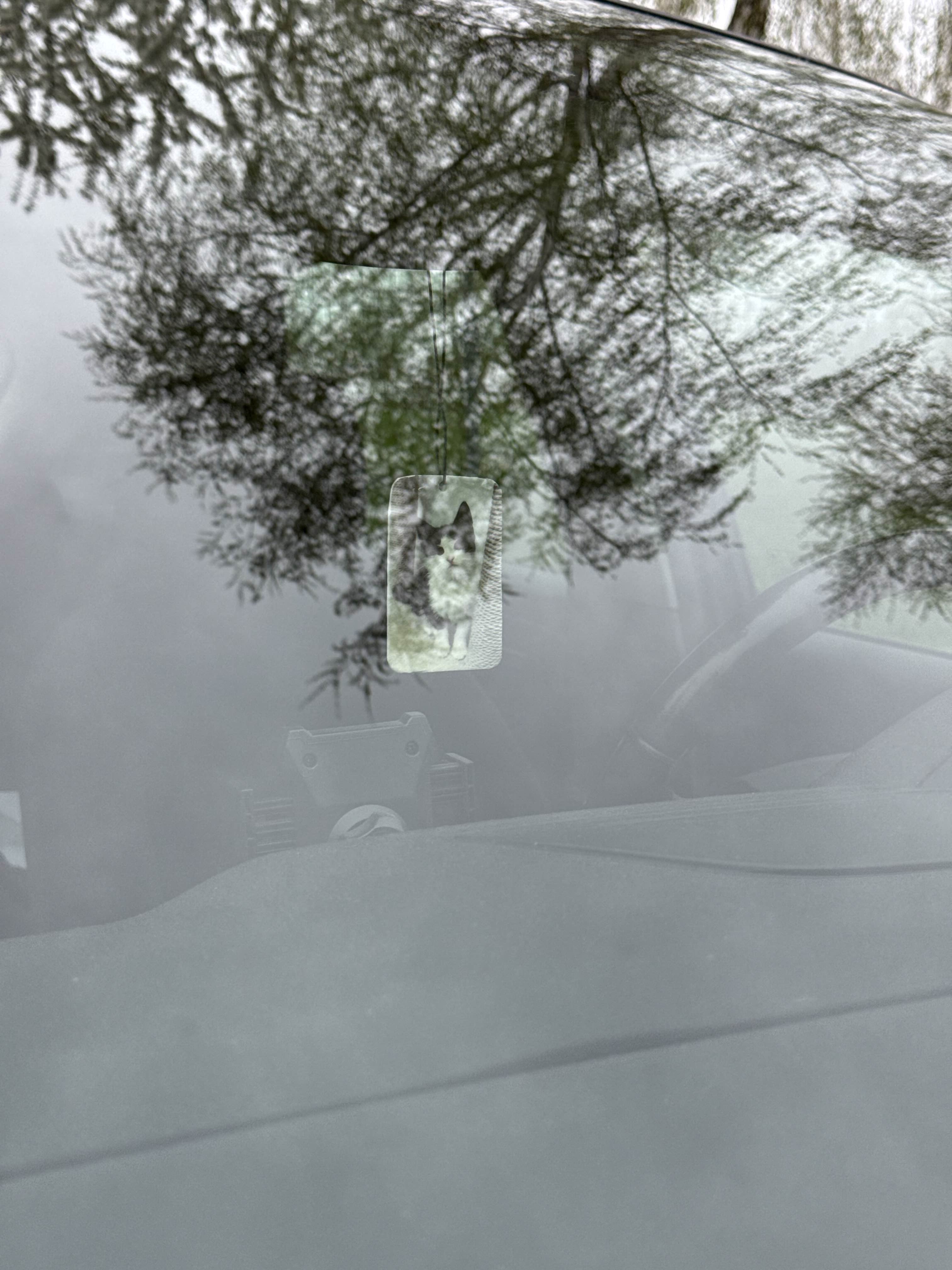 Twój kot jako zapach samochodowy